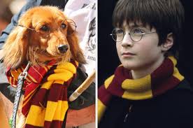 Questionário sobre cães de Harry Potter: onde seu cachorro seria classificado?